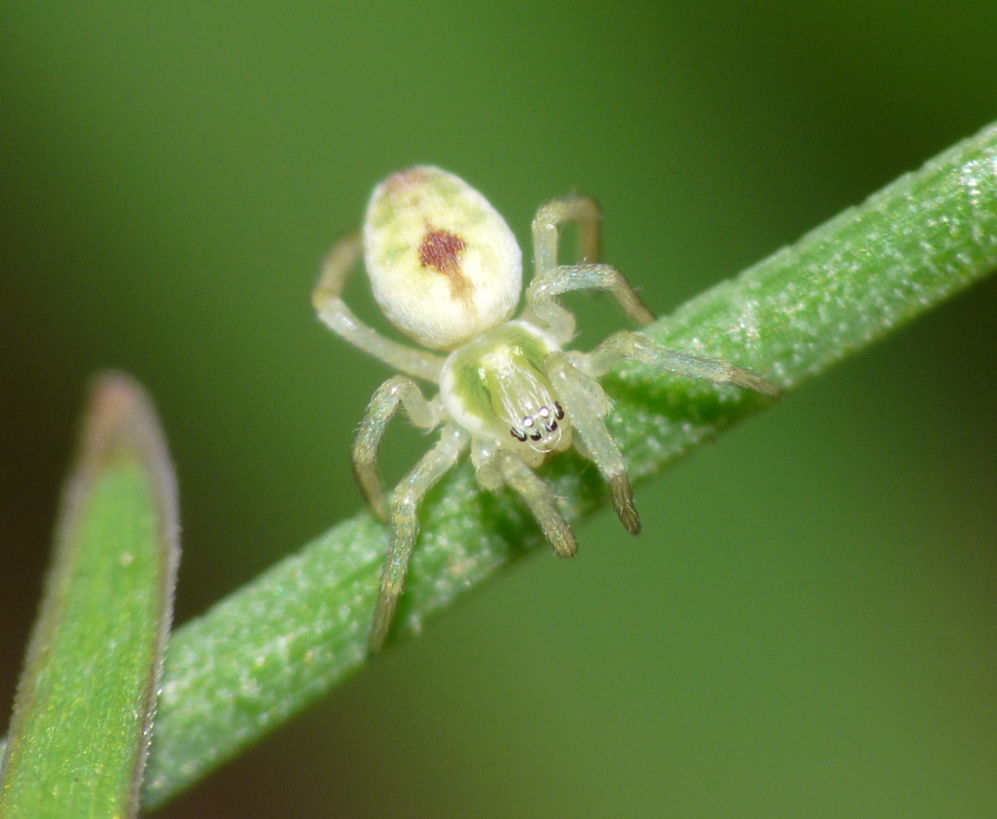 Piccolo ragno da identificare (Nigma puella - Dictynidae)